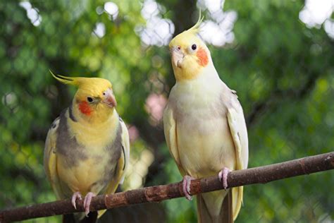 適合養在家裡的鳥|適合愛鳥人士的10種寵物鳥 聰明又愛親近人 